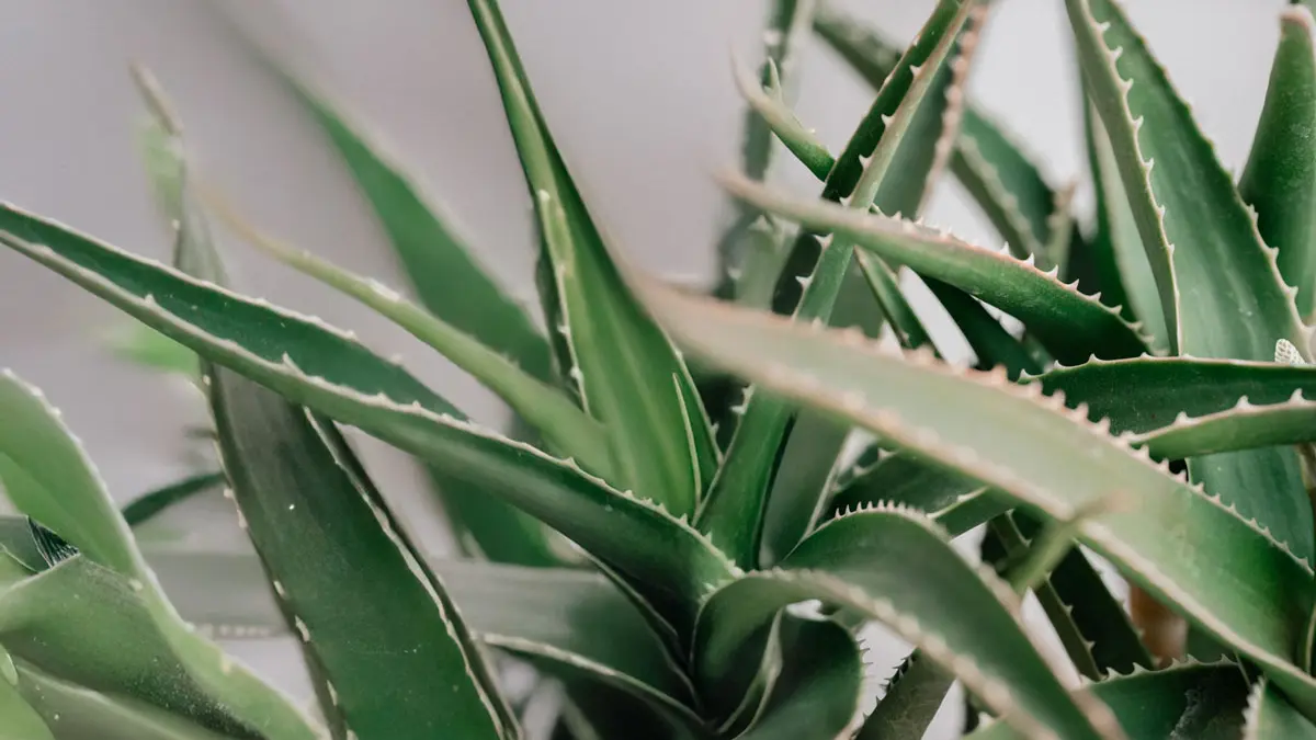 Imagen de la planta del Aloe Vera